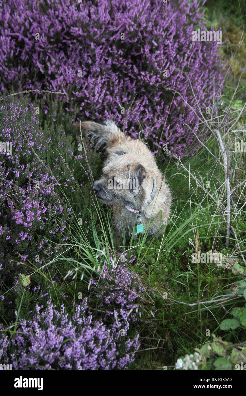 Border terrier la chasse par Heather épais en fleur Banque D'Images