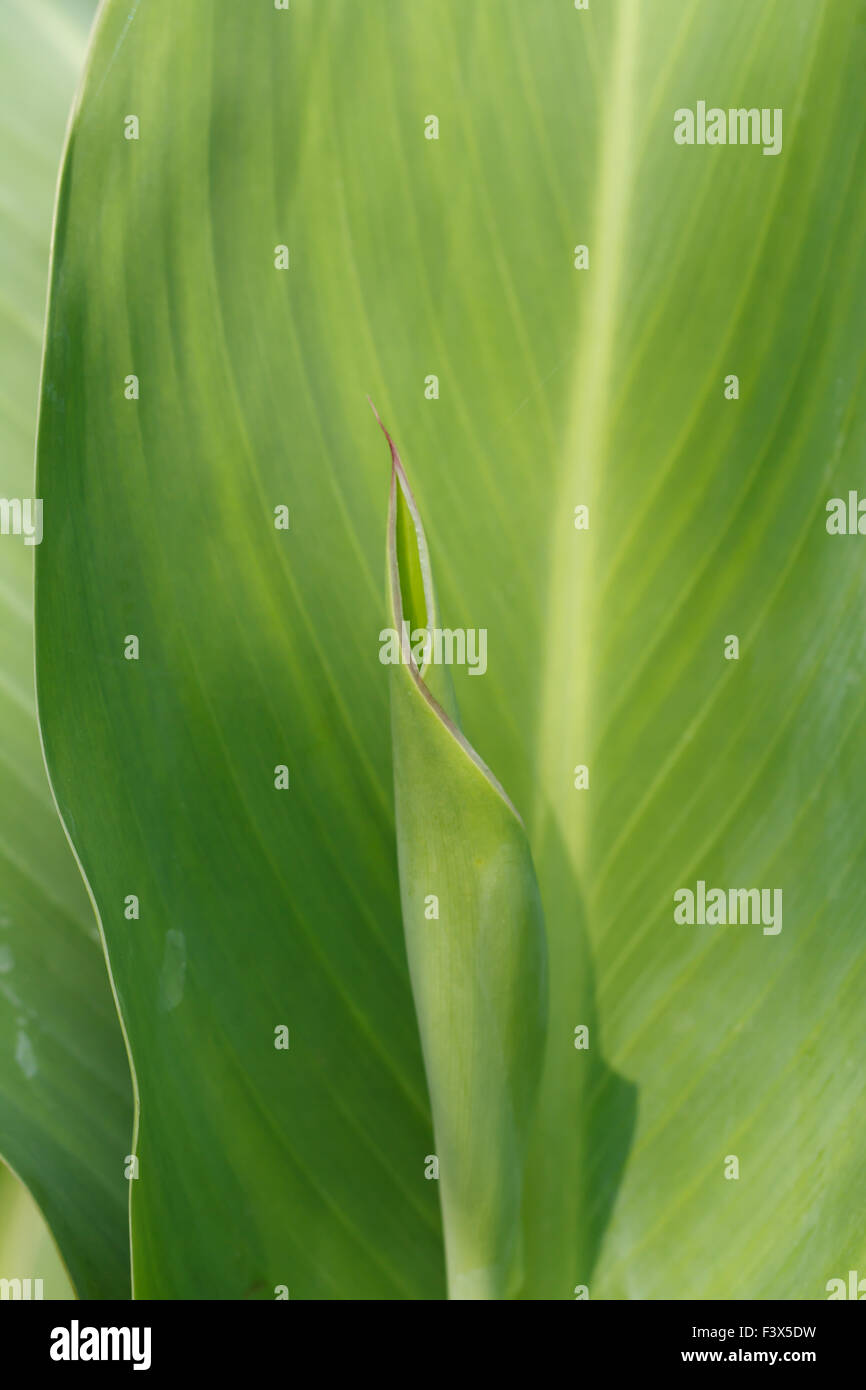 Canna Lily Leaf in Garden Banque D'Images