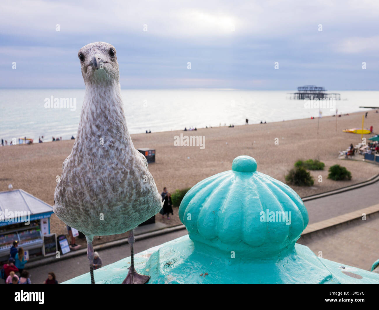 Une mouette juvénile sur le front de mer de Brighton, East Sussex, Angleterre. Banque D'Images