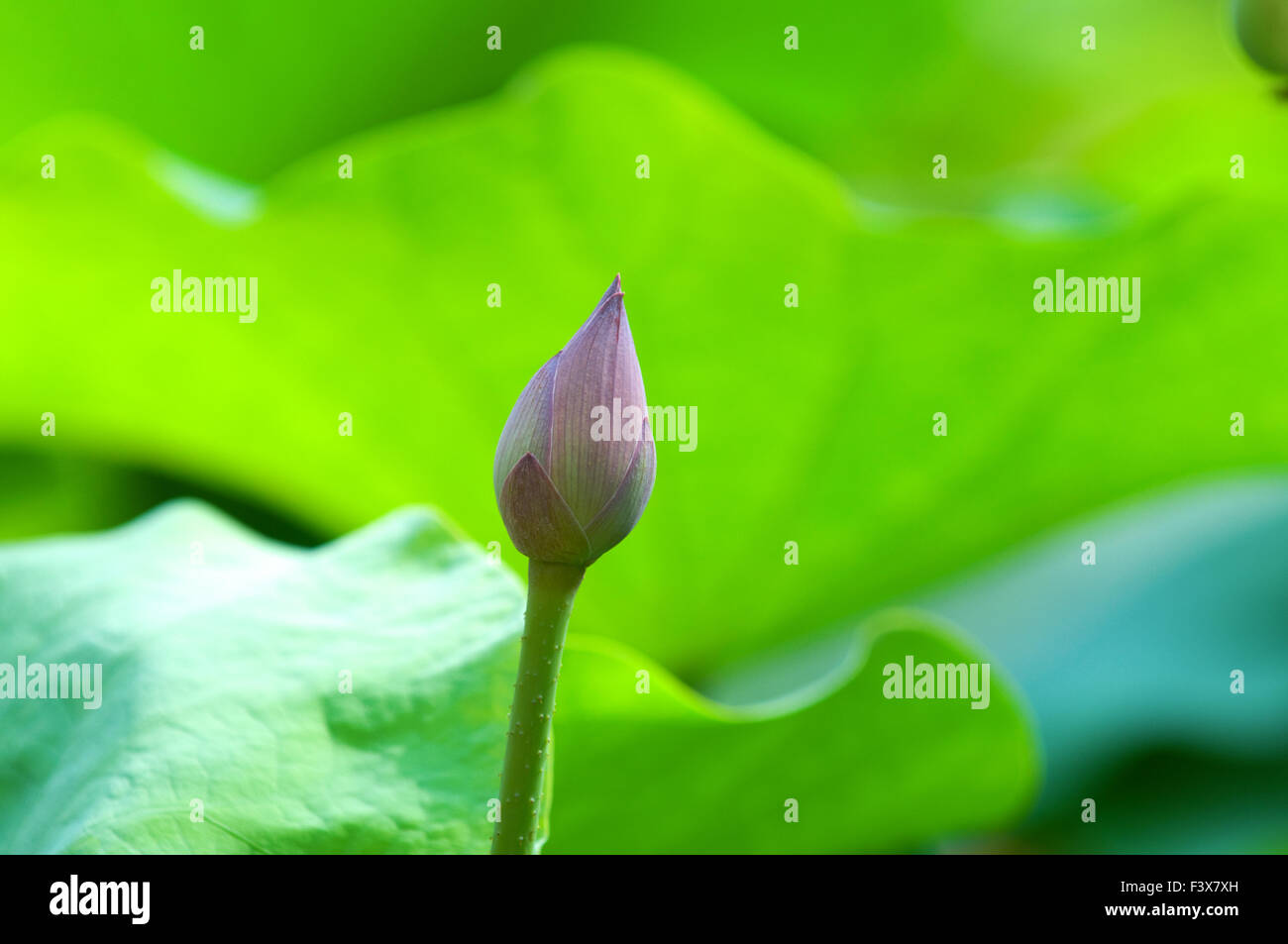 Close up de lotus (Bud) feuilles de fleurs Banque D'Images