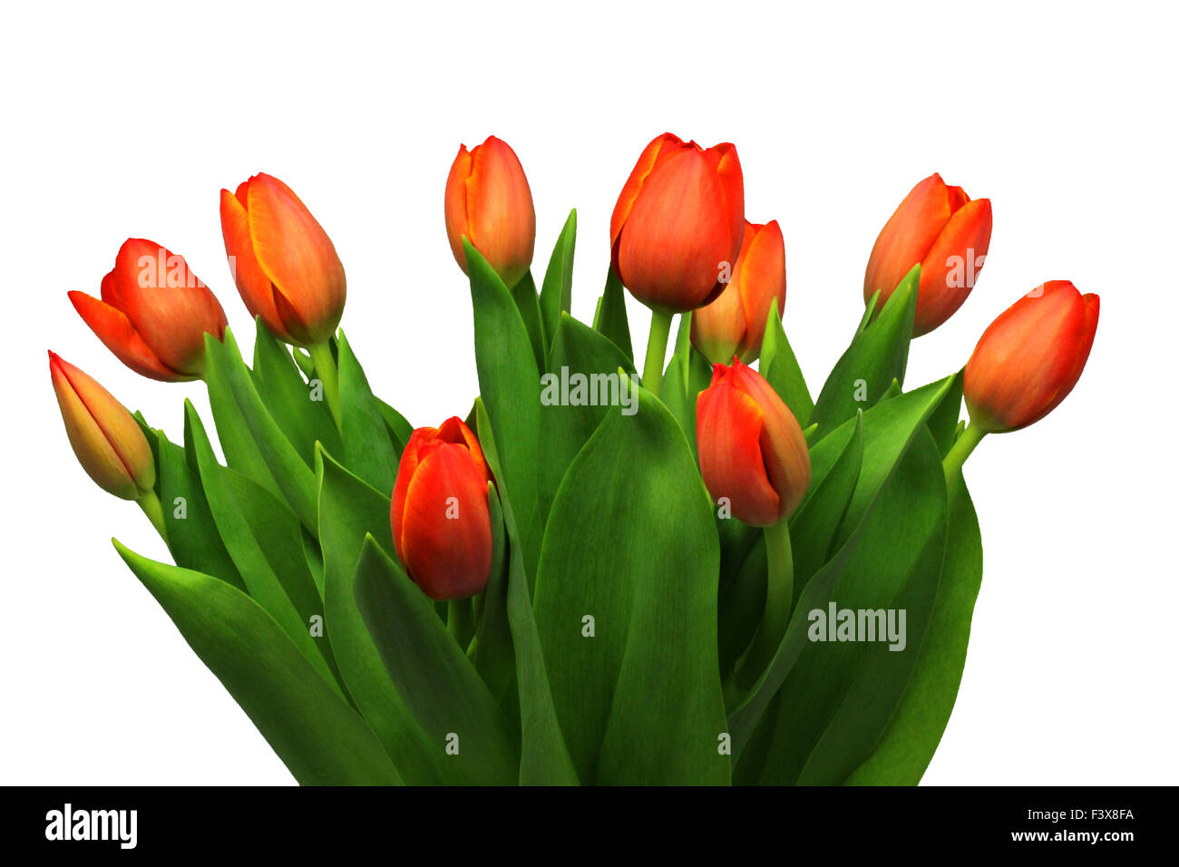 tulipes Banque D'Images