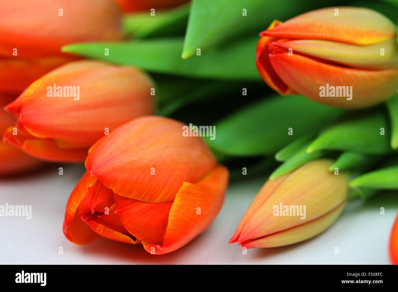 tulipes Banque D'Images