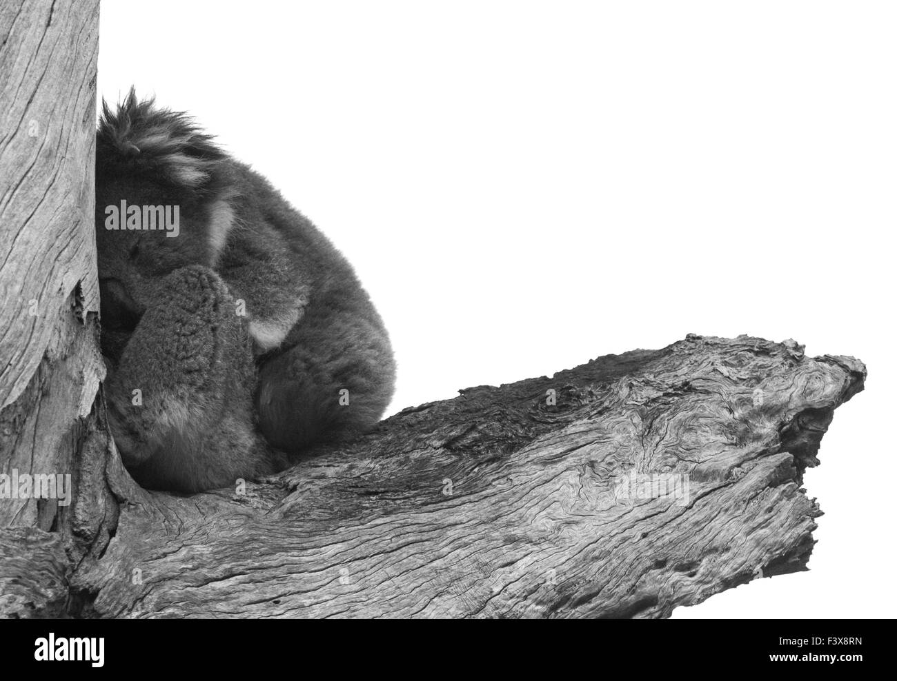 Koala (Phascolarctos cinereus) Banque D'Images