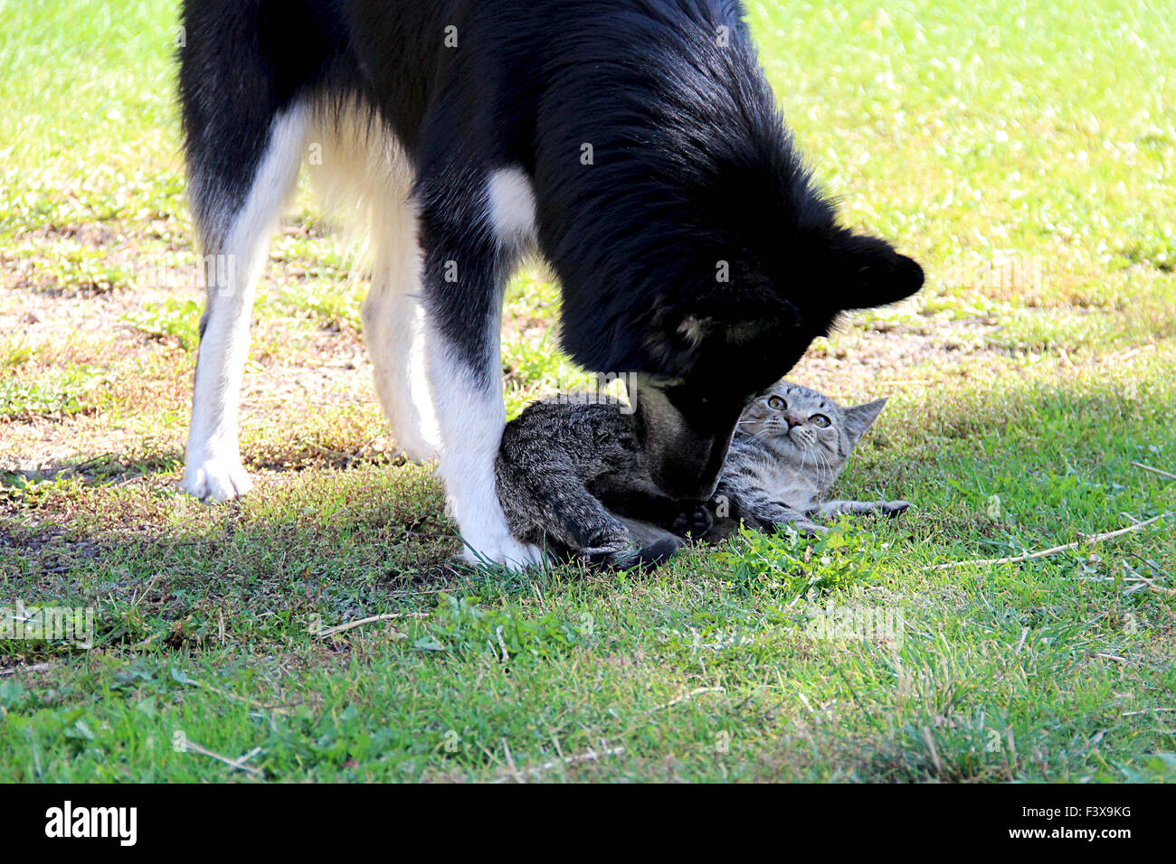 chien contre chat Banque D'Images