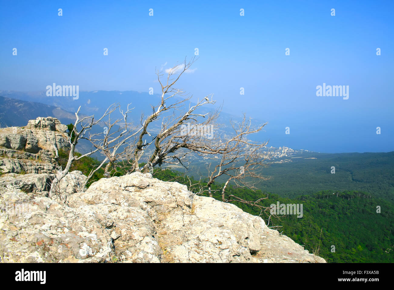 Arbre sur le sommet de la montagne Banque D'Images