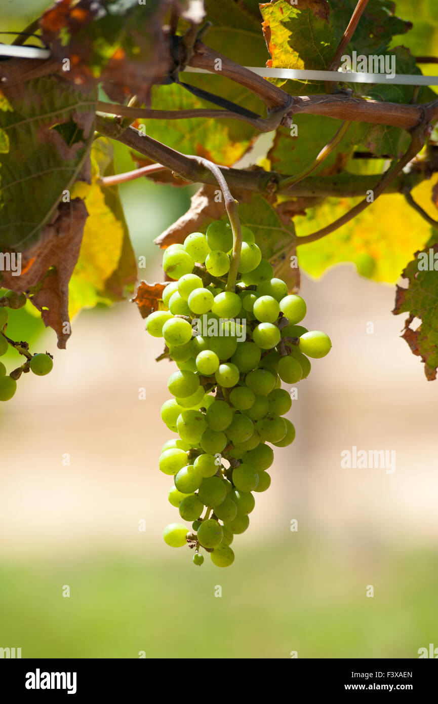 Grappe de raisins sur la vigne Banque D'Images