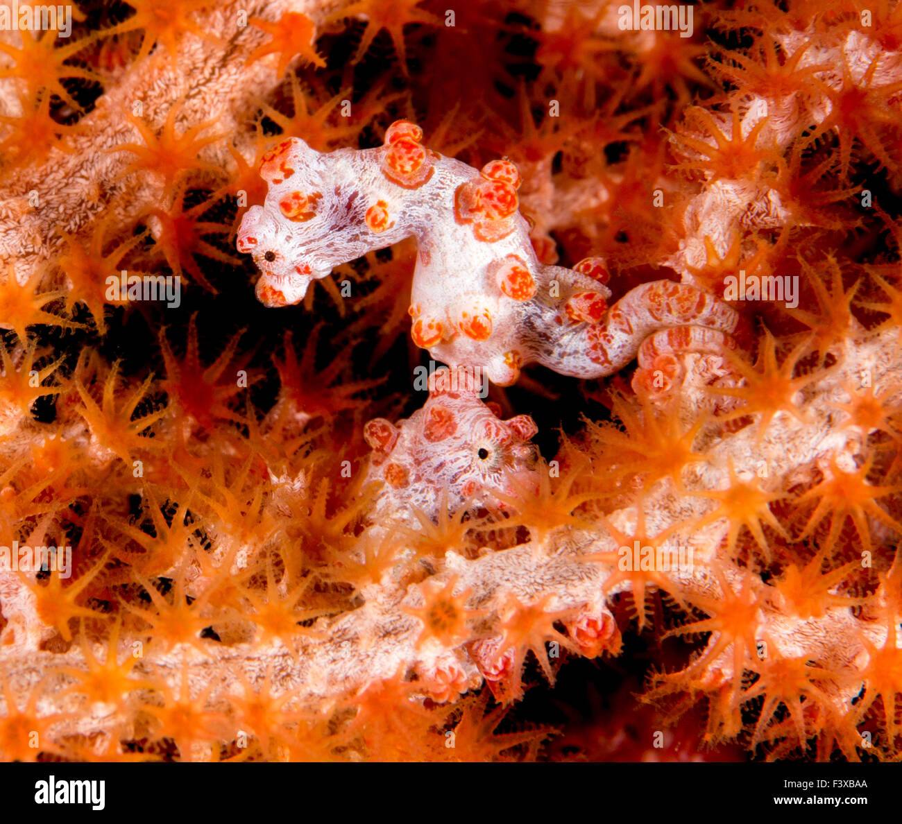Deux hippocampes pygmées rose en corail rose Fan Banque D'Images