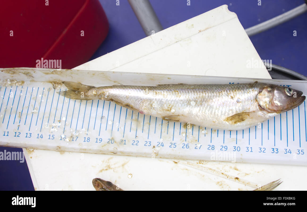 Eperlan frais Banque de photographies et d’images à haute résolution Alamy