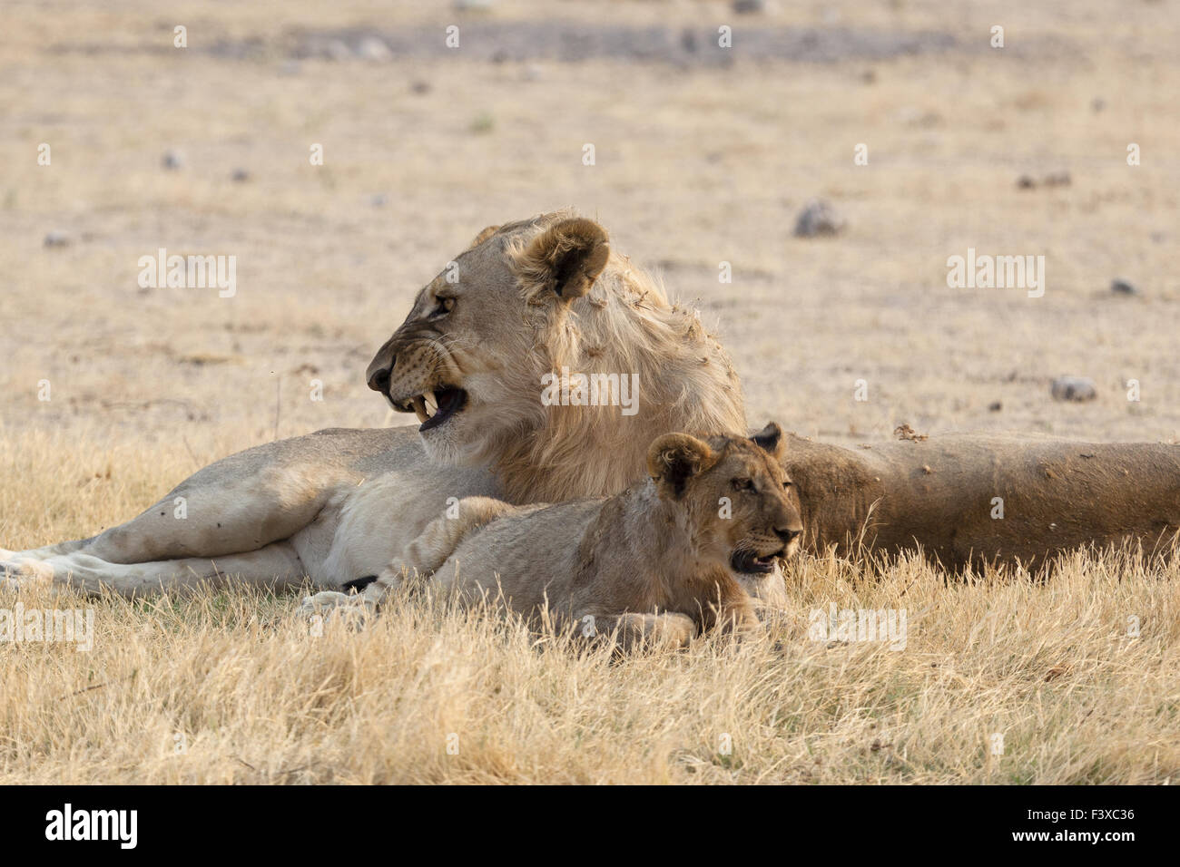 famille de Lion Banque D'Images