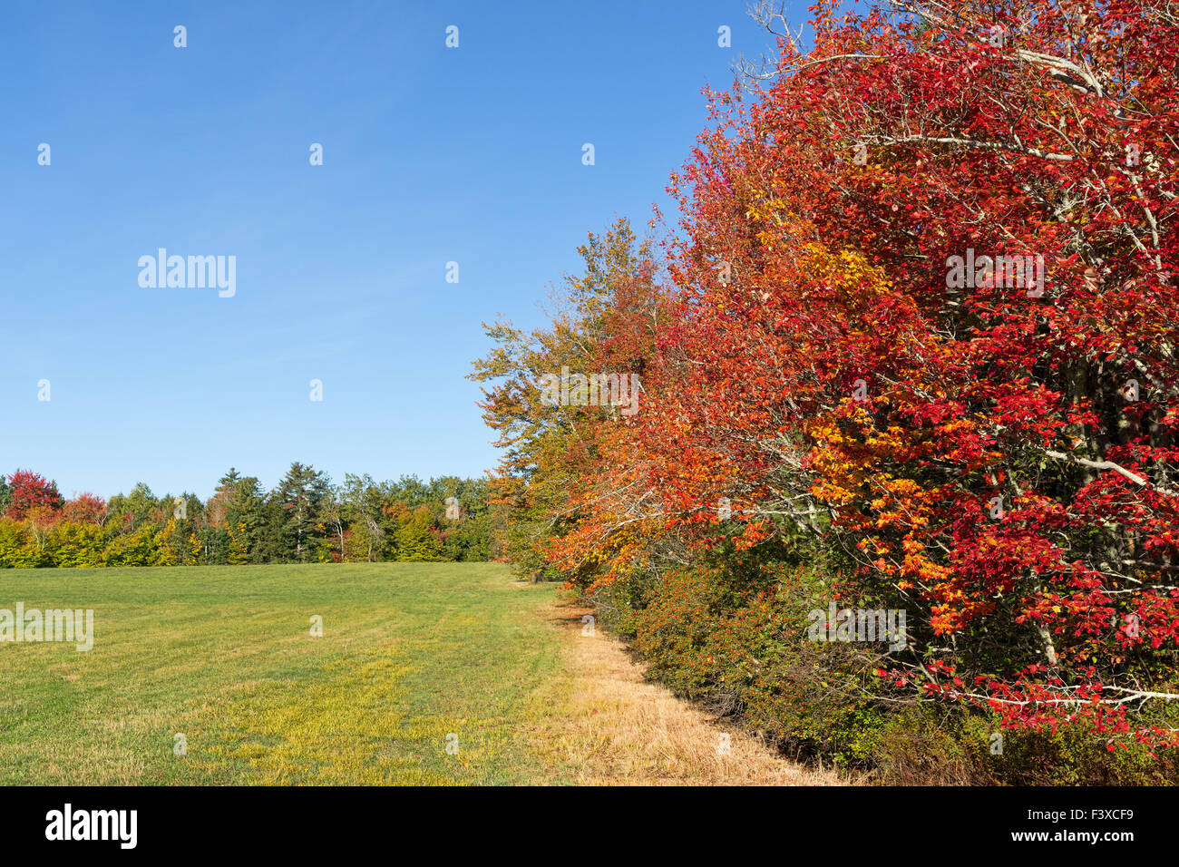 La transformation des arbres d'automne en bordure d'une zone de terres agricoles dans le Maine. Banque D'Images