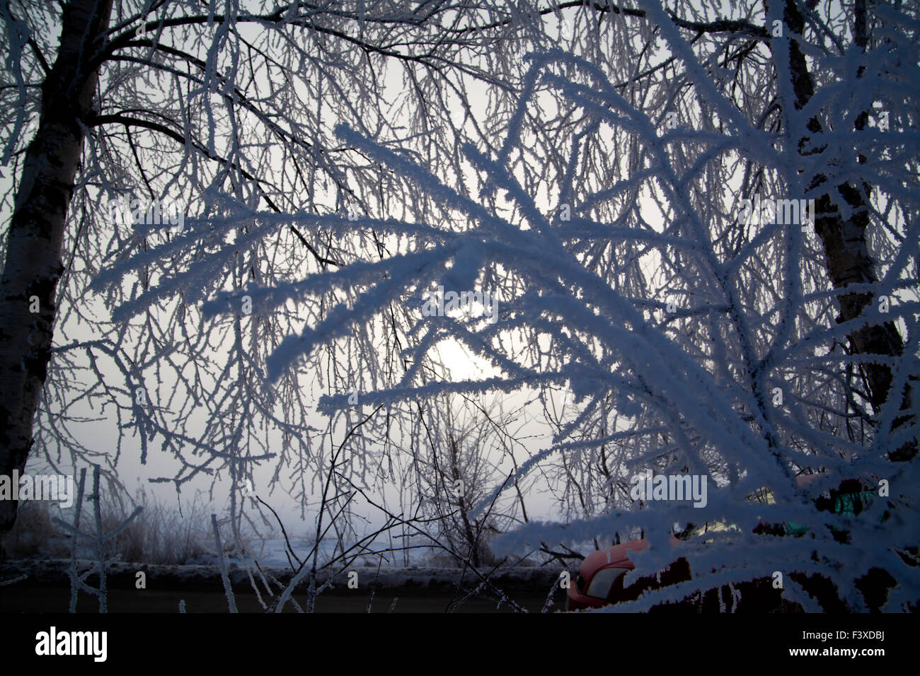 Paysage d'hiver ensoleillé au matin gelé Banque D'Images