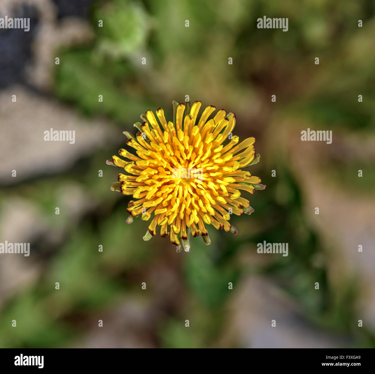 Une fleur de pissenlit Banque D'Images