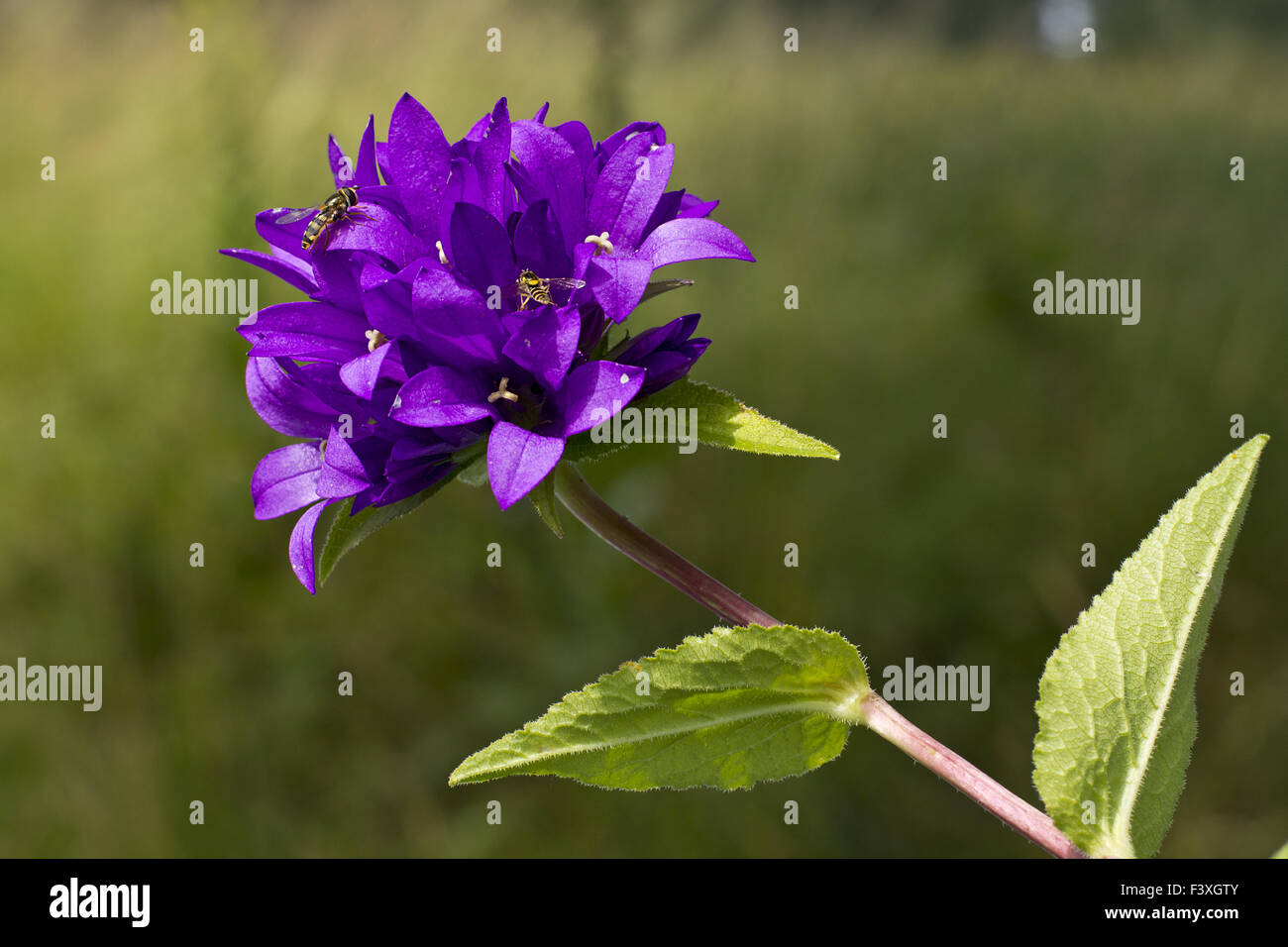 fleurs et abeilles Banque D'Images