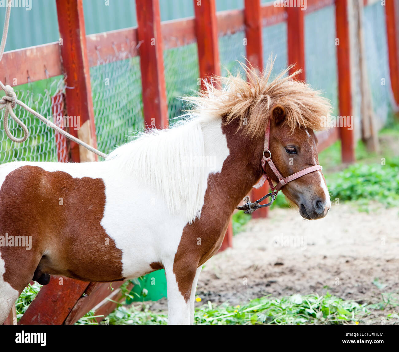 Petit Poney blanc et rouge tacheté Banque D'Images