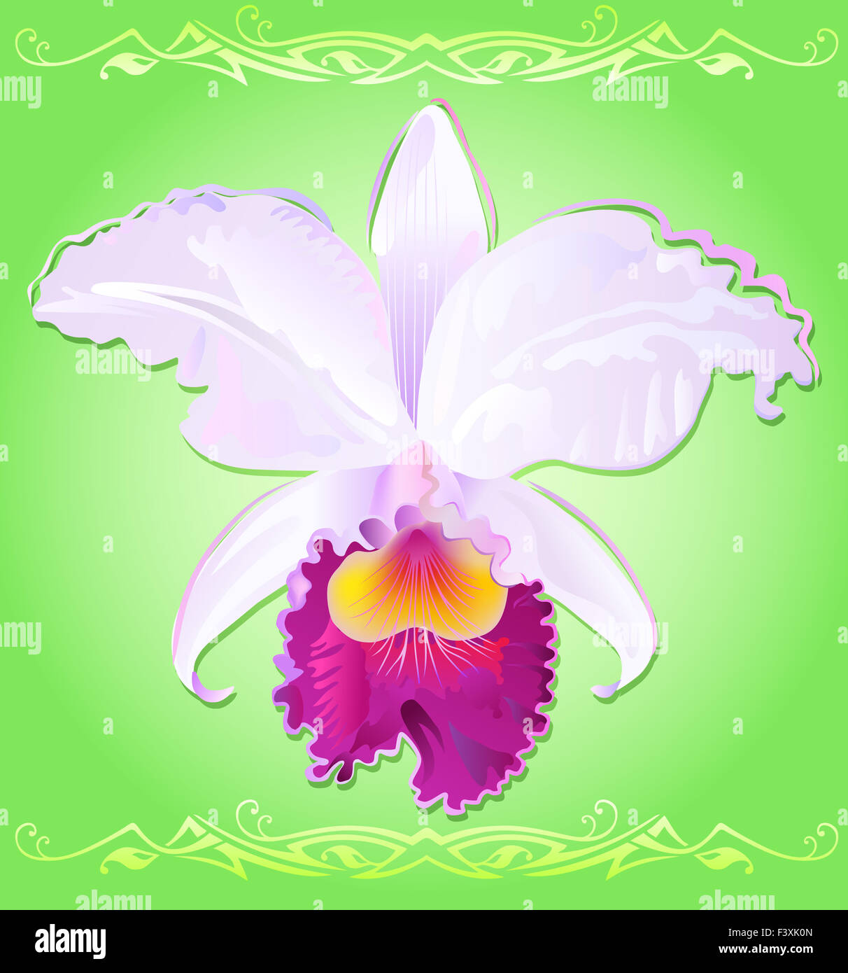 Orchidée Cattleya trianae Illustration de Banque D'Images