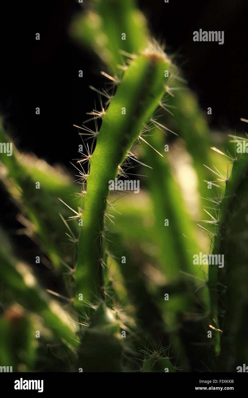 Macro photo de Cactus vert Banque D'Images