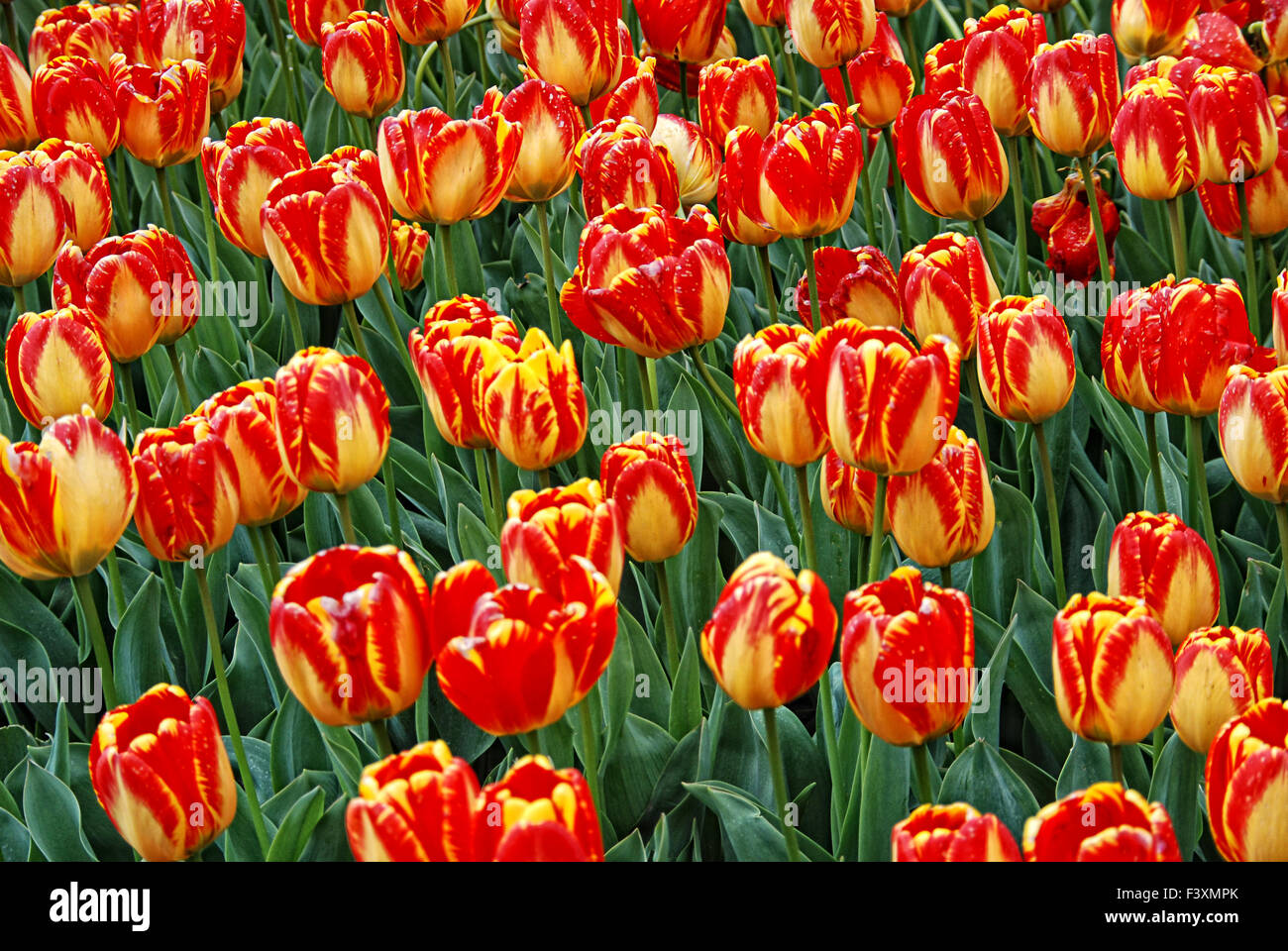tulipes 08 Banque D'Images