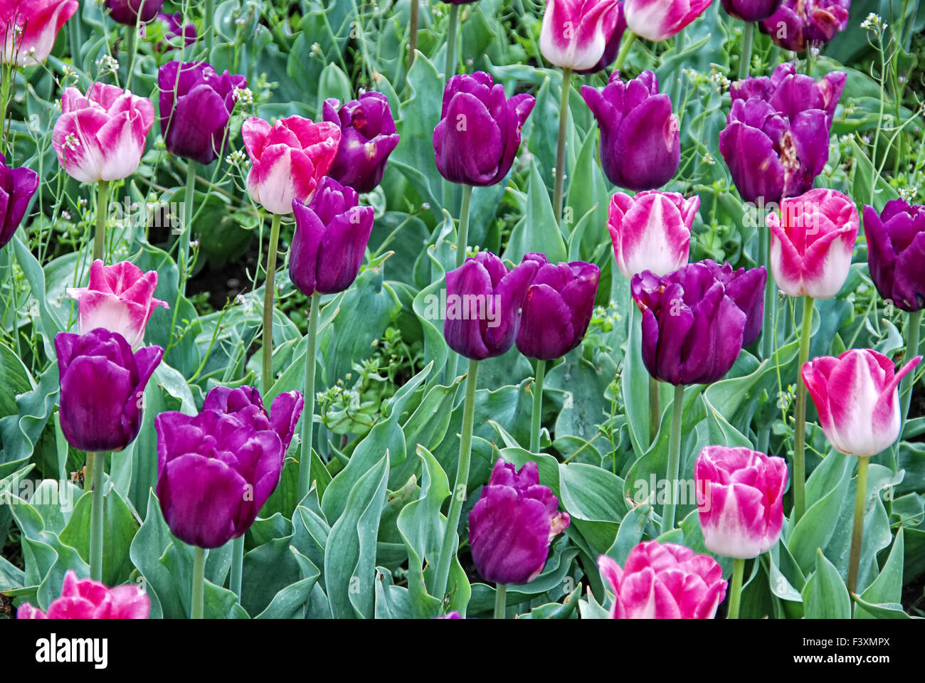 tulipes 04 Banque D'Images
