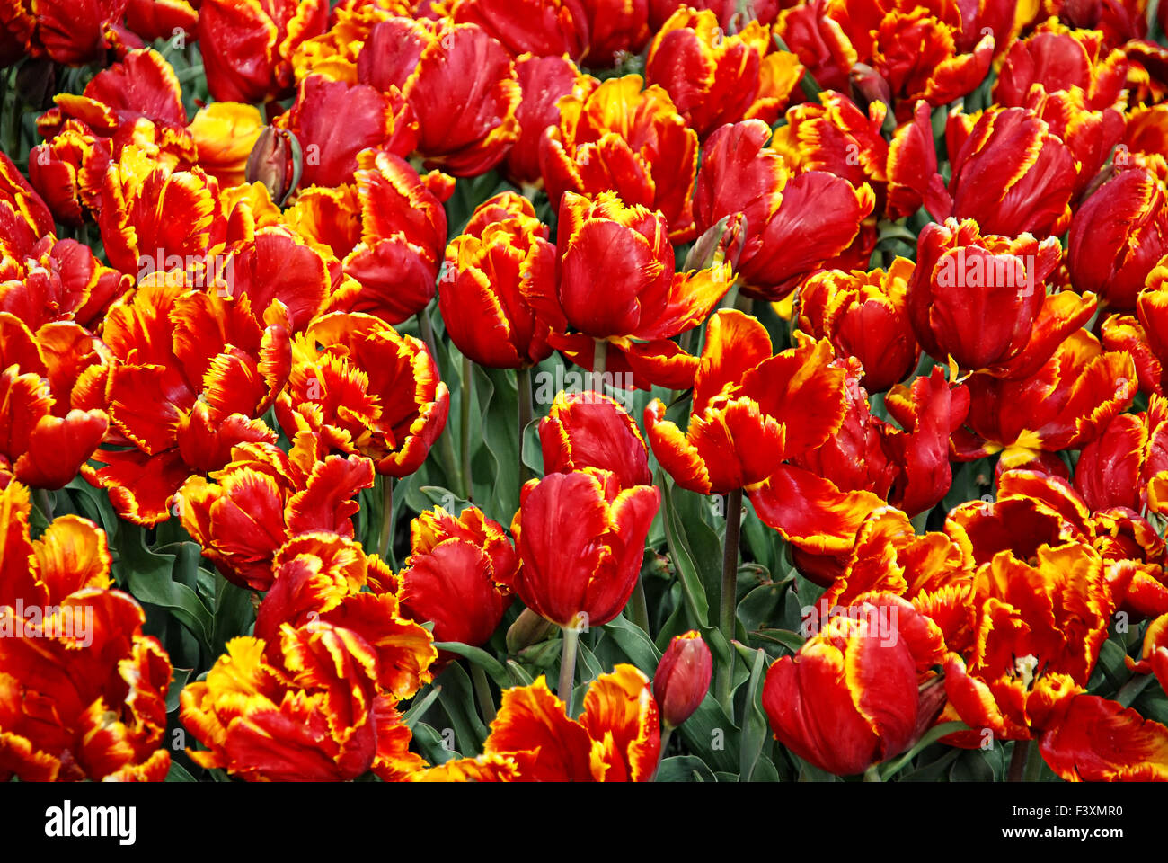 tulipes 02 Banque D'Images