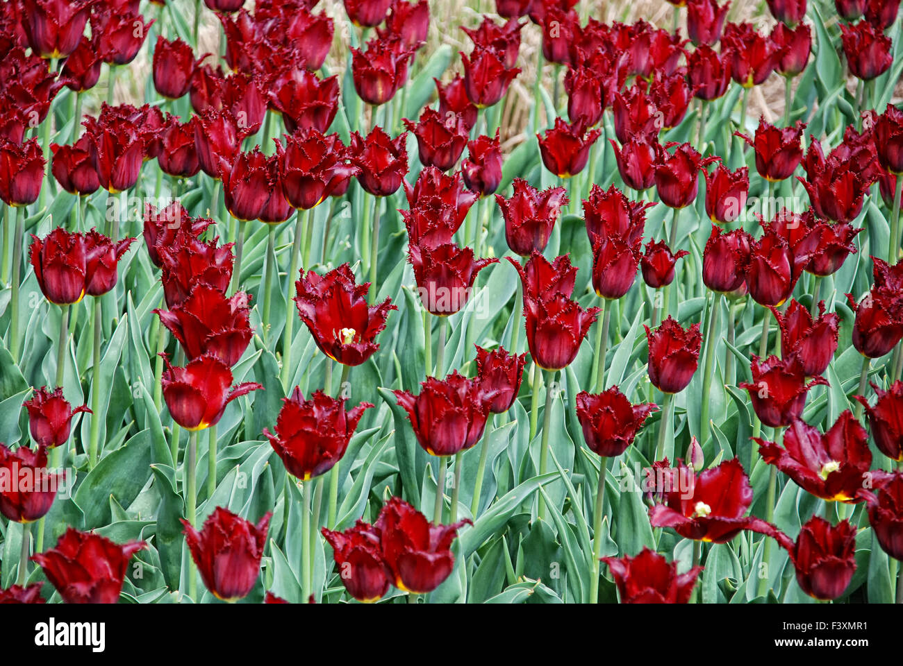 tulipes 01 Banque D'Images