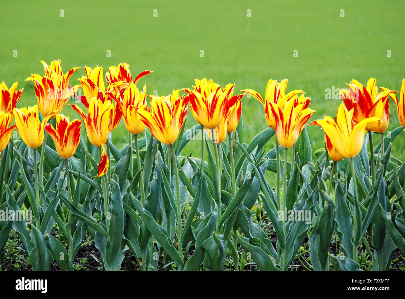 tulipes 13 Banque D'Images