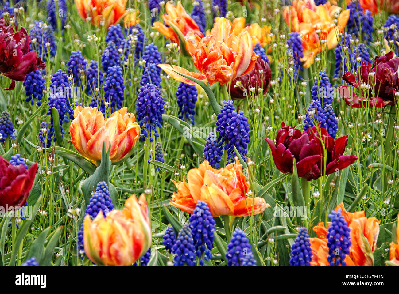 tulipes 12 Banque D'Images