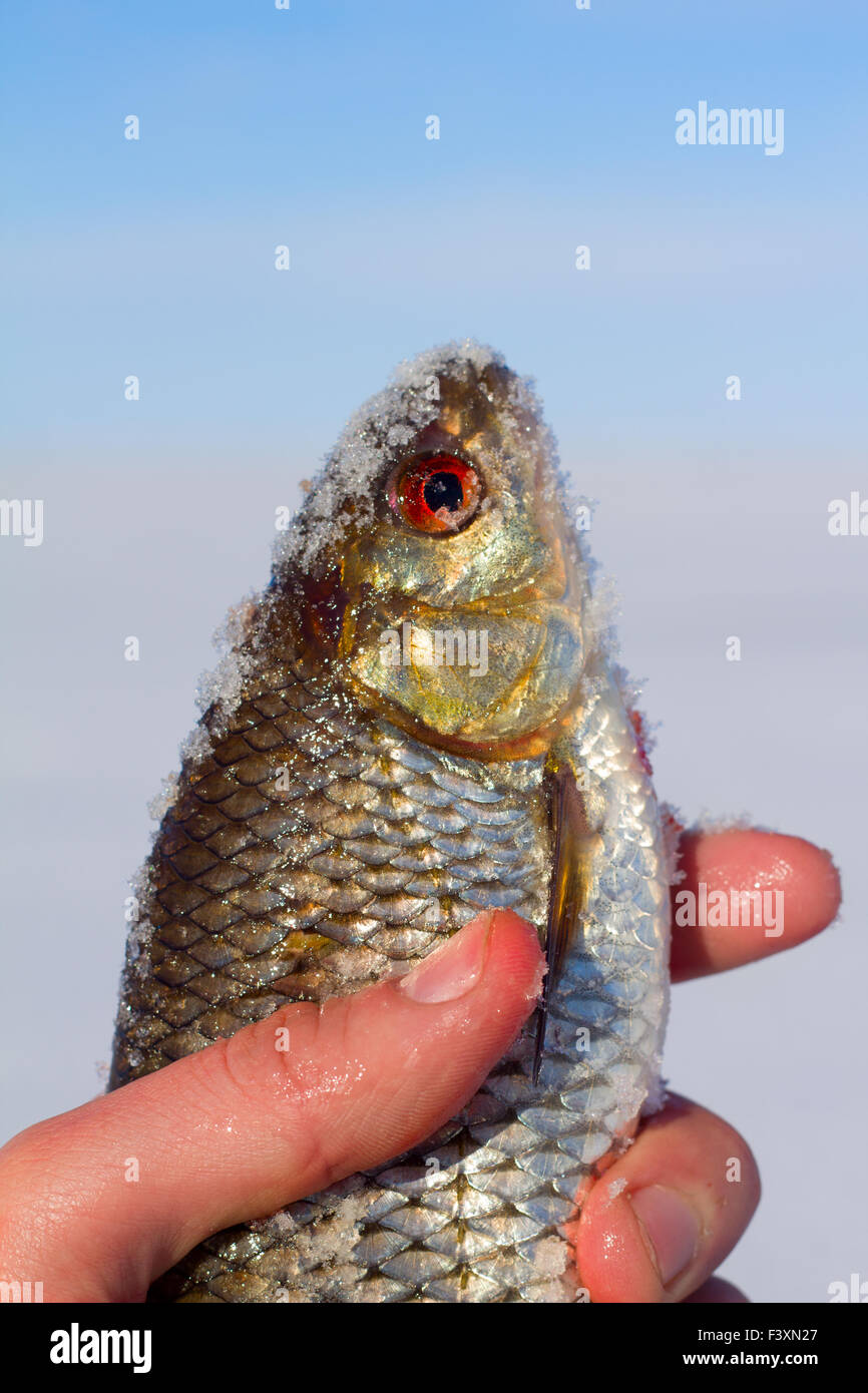 Roach et pêche sur glace Banque D'Images