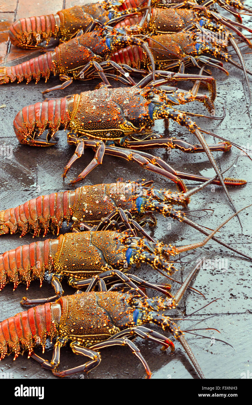 Les homards en vente au marché de fruits de mer Banque D'Images