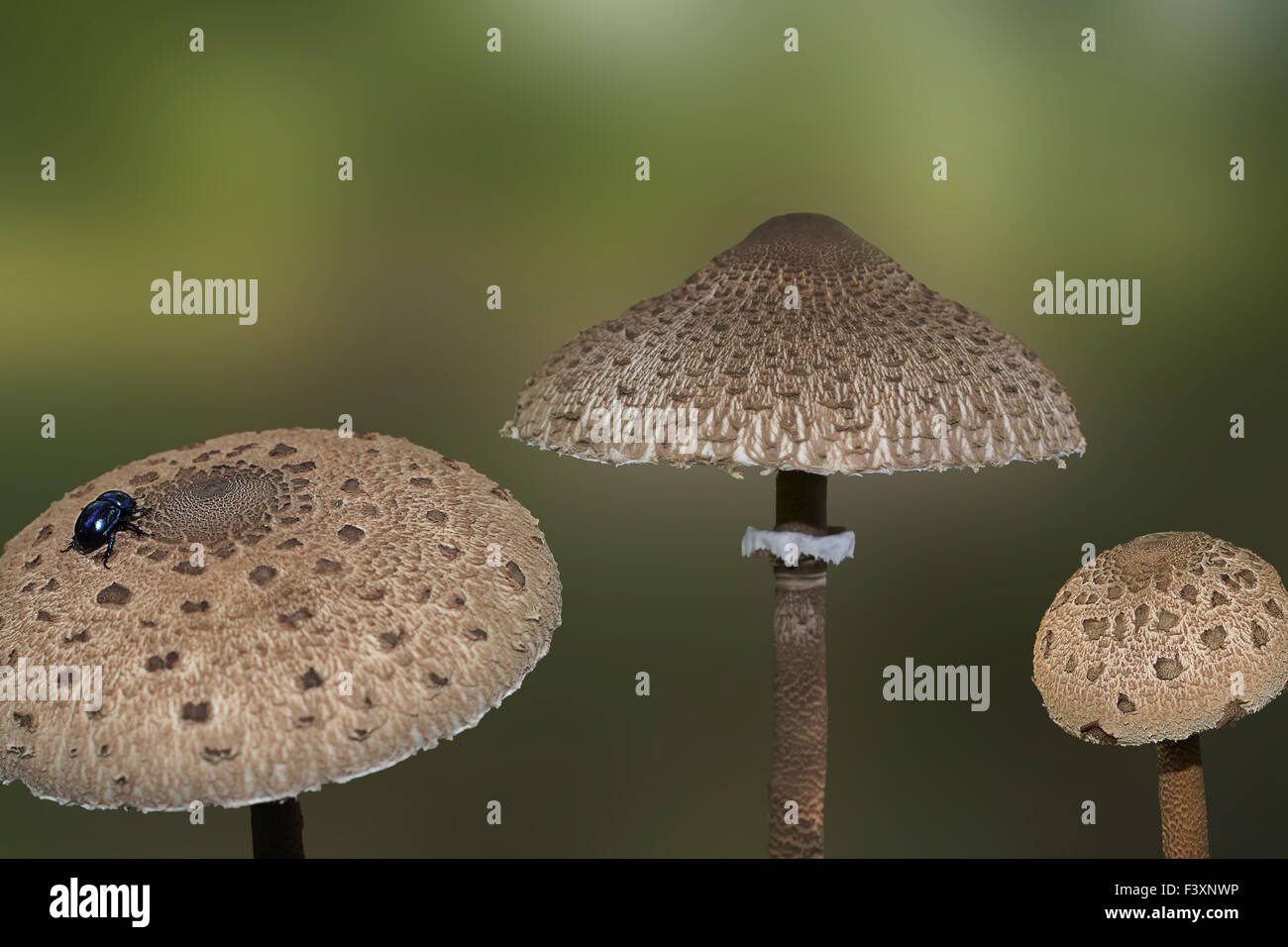 Parasol mushrooms Banque D'Images