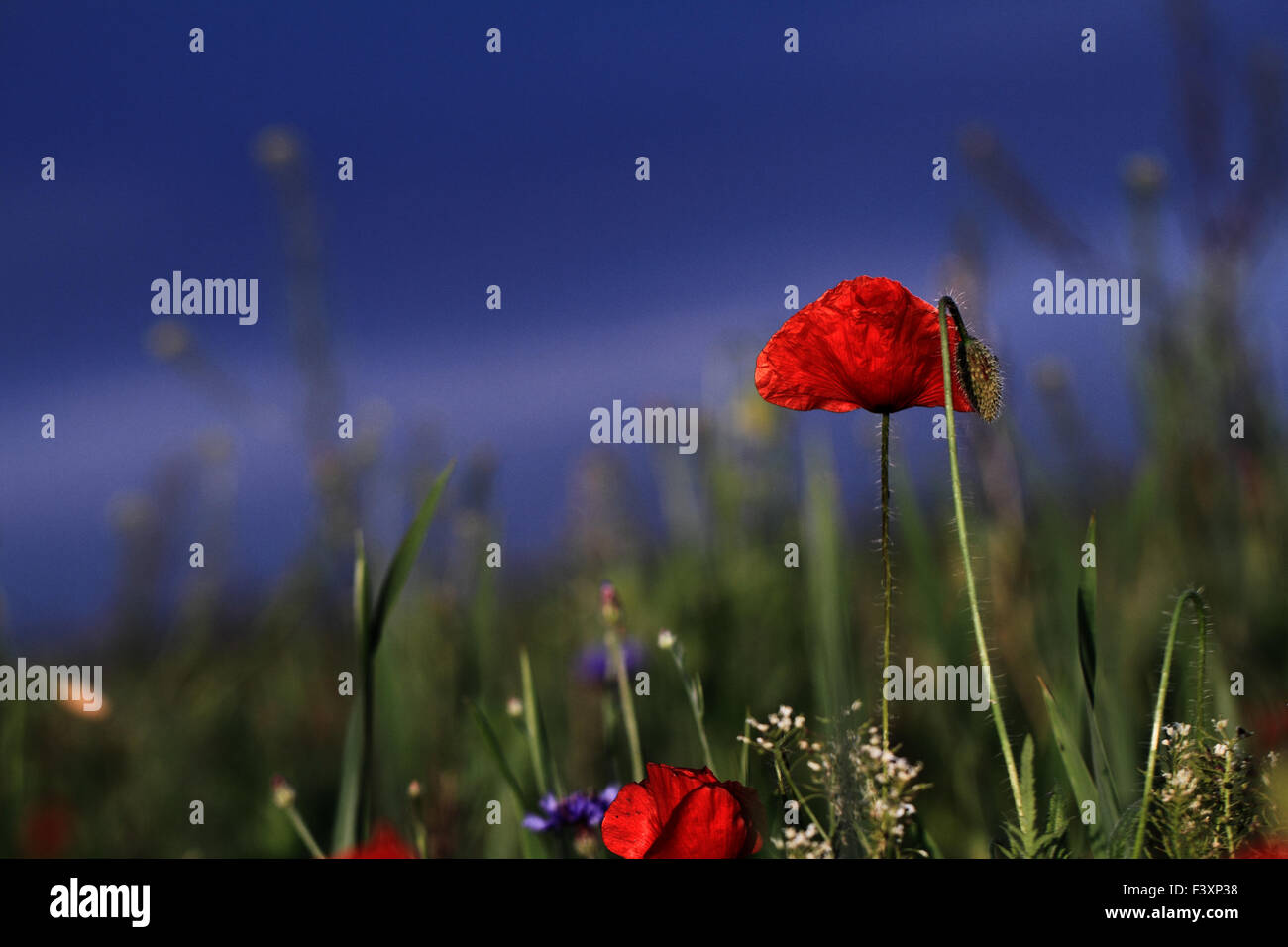 Coquelicots rouges fleurissent dans les prairies sauvages Banque D'Images