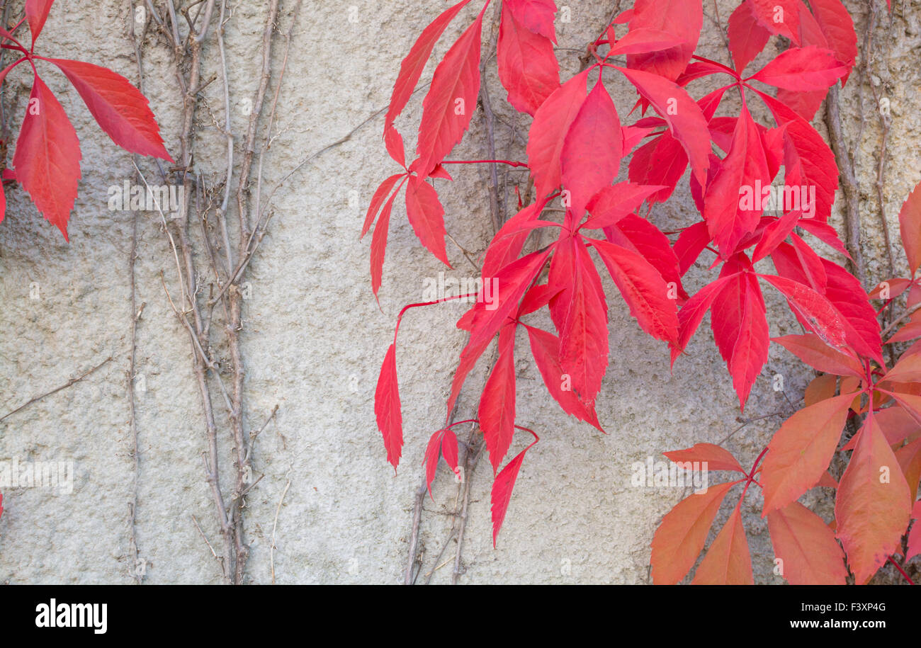 Feuilles rouges vignes grimpantes sur mur gris Banque D'Images