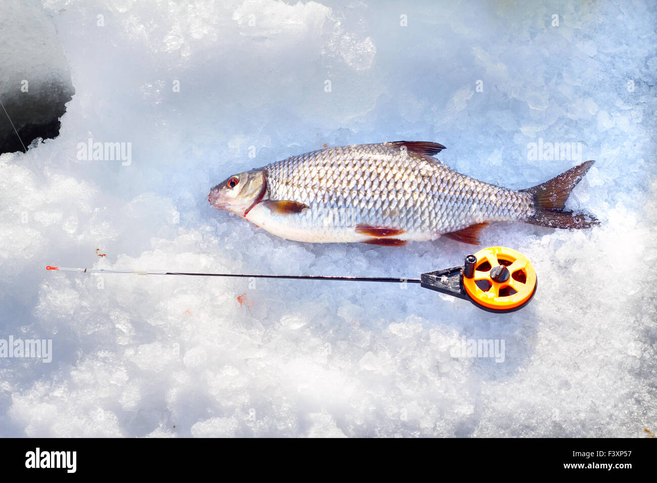 Roach et pêche sur glace Banque D'Images