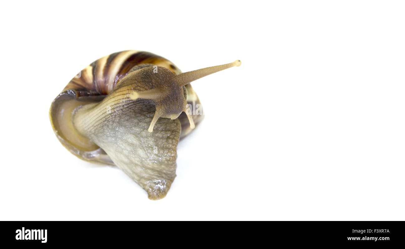 L'Escargot africain géant Banque D'Images