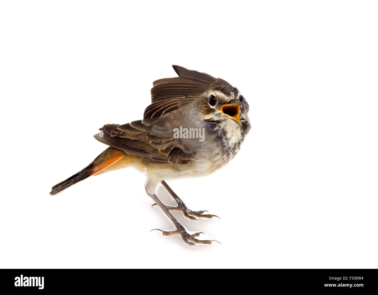 Blue-throated robin isolées d'oiseaux Banque D'Images