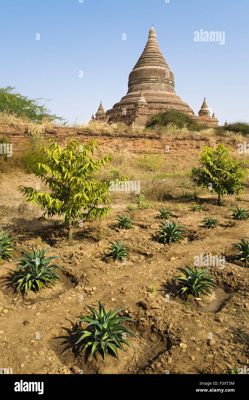 Plantation d'ananas, Bagan, Myanmar, en Asie Banque D'Images
