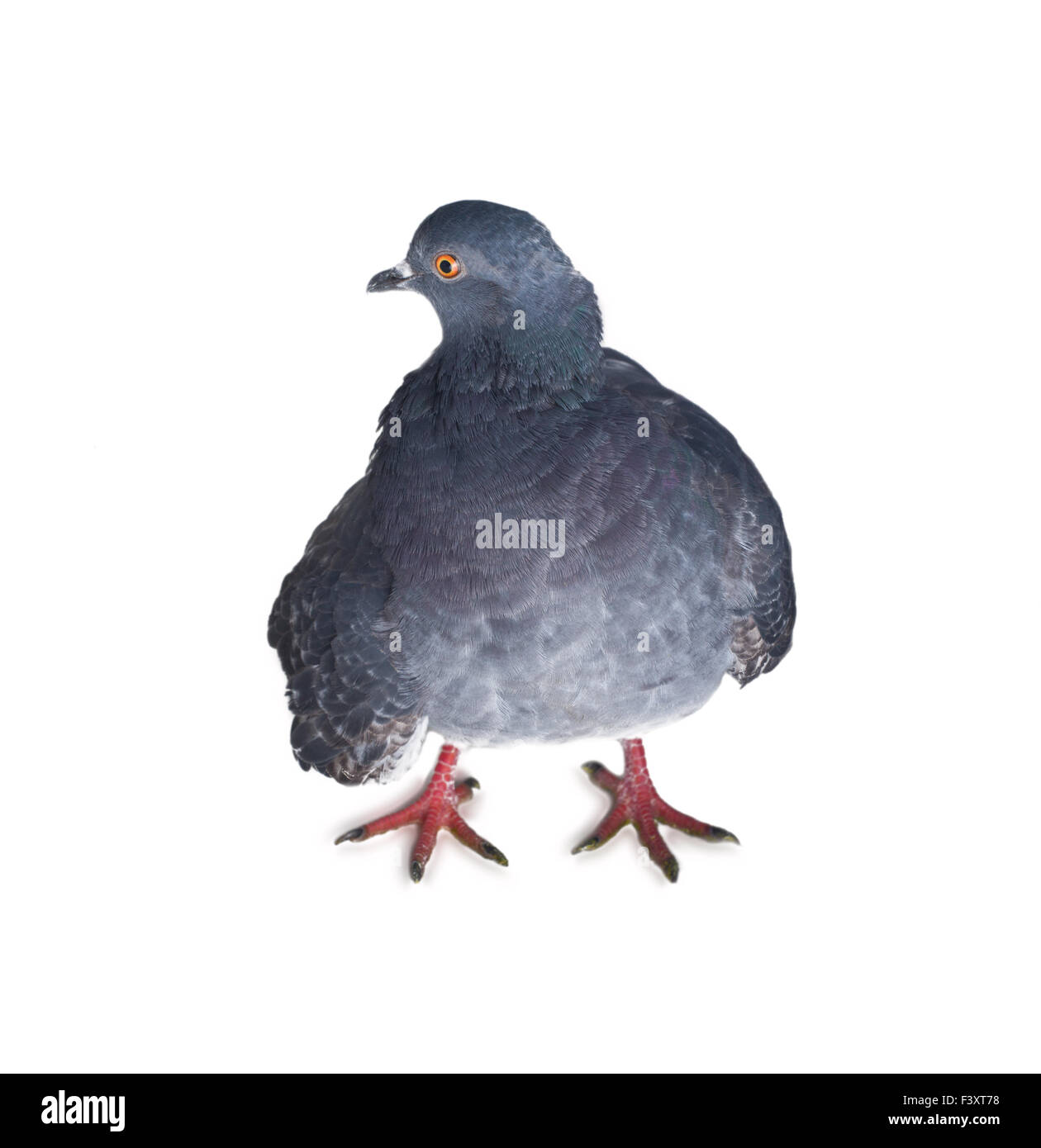 Pigeon sur un fond blanc Banque D'Images