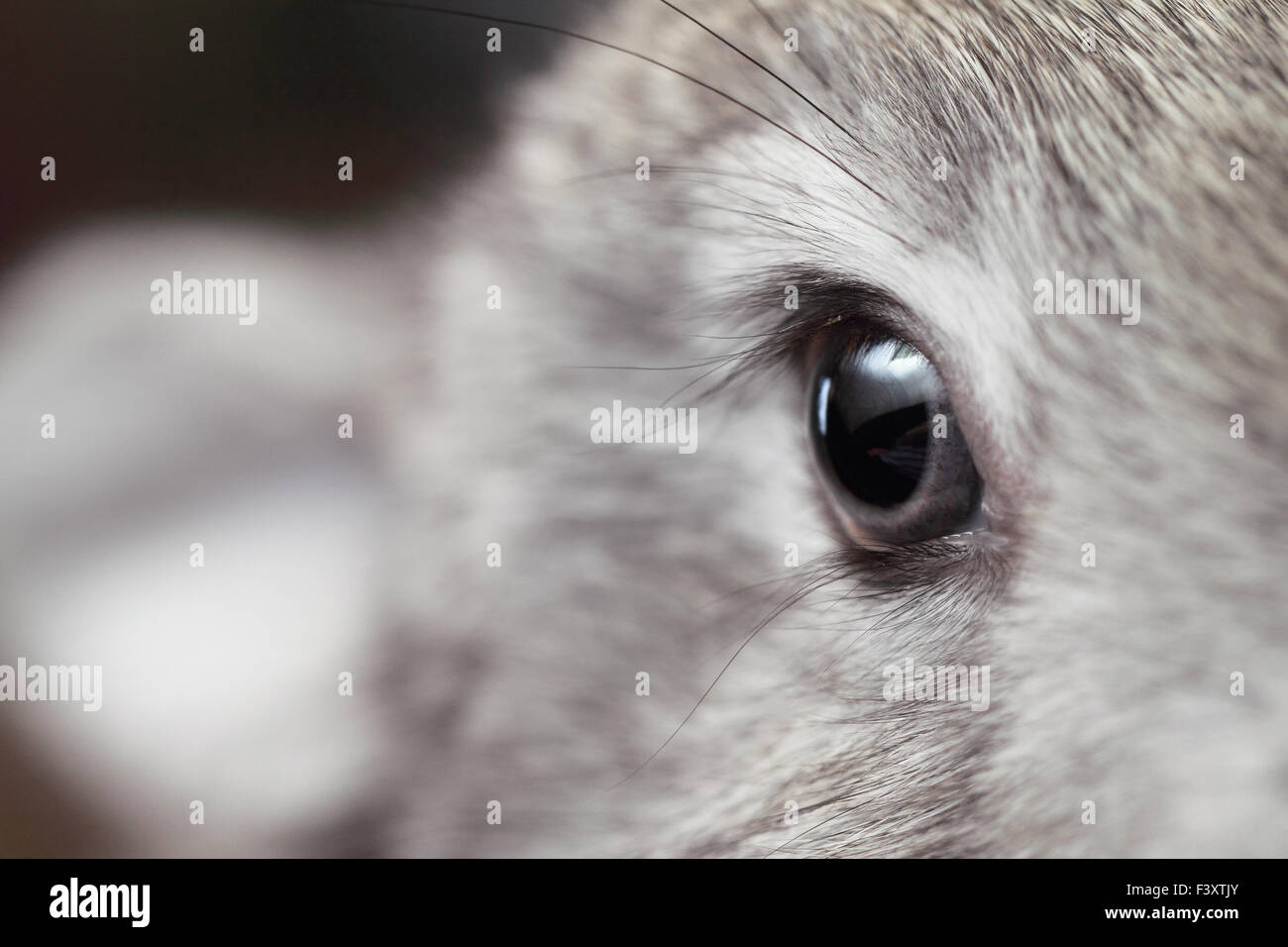 Œil d'un lapin gris Banque D'Images