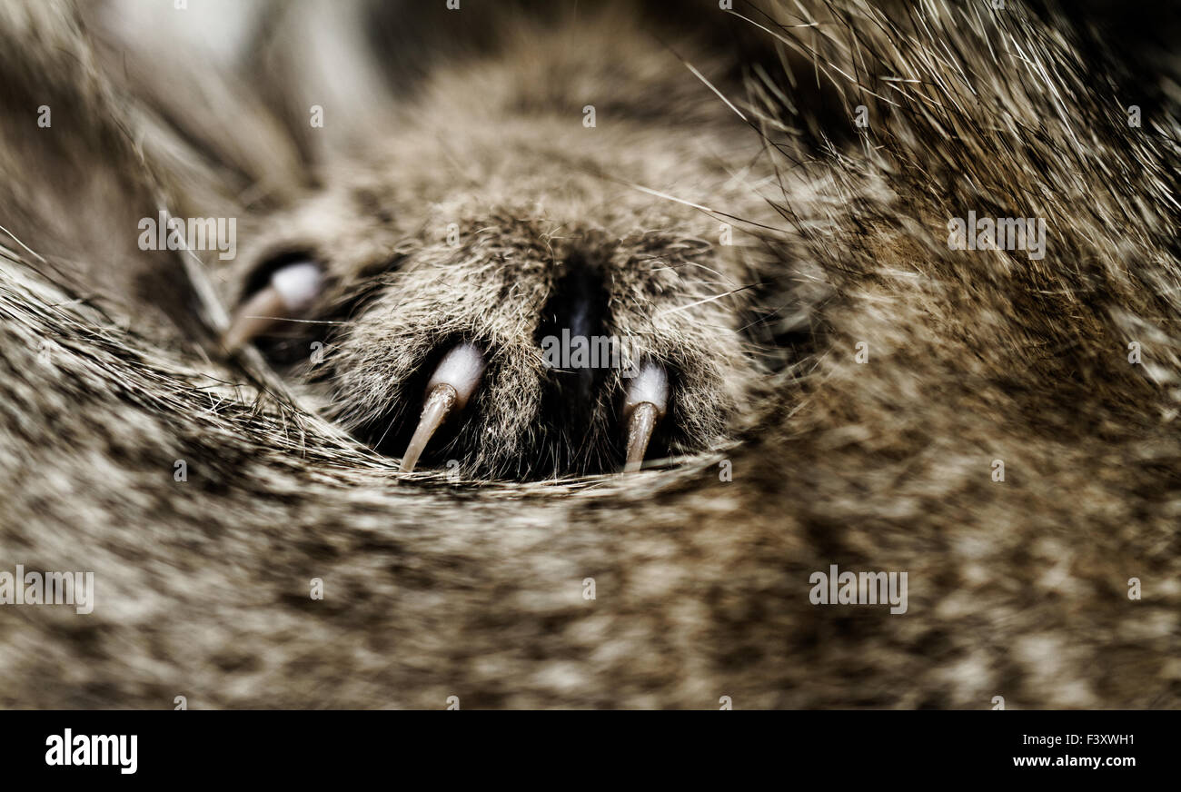 Pieds de chat Banque de photographies et d’images à haute résolution — free download