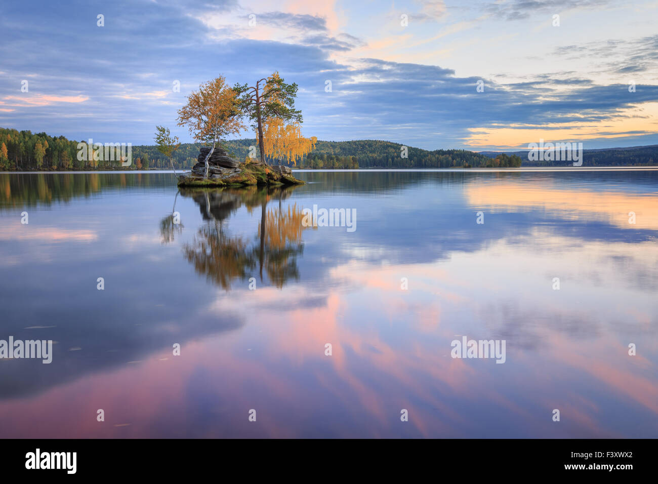 Un arbre d'automne avec la réflexion sur le lac sur le coucher du soleil, la nature russe pourpre Banque D'Images