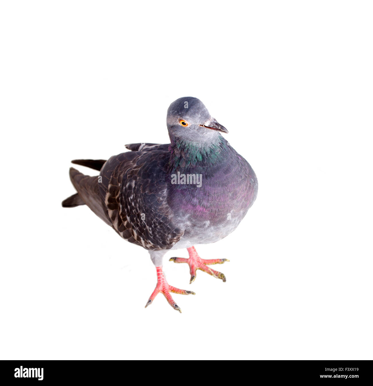 Pigeon sur un fond blanc Banque D'Images
