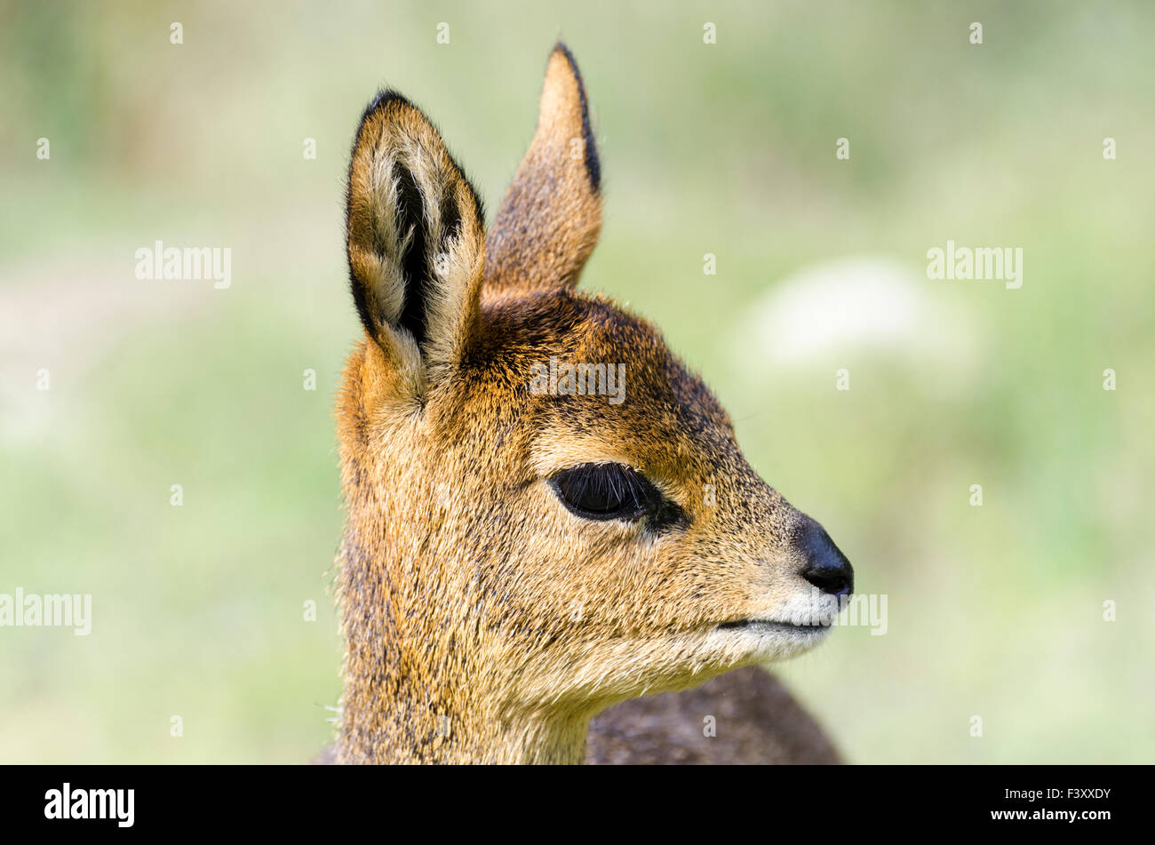 Portrait d'un jeune dans le Klipspringer Gamkaskloof, dans la chaîne de montagnes de l'Afrique du Sud Banque D'Images