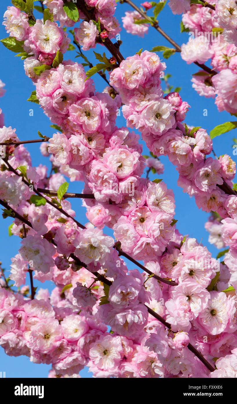 Arrière-plan avec Peach Blossoms au printemps Banque D'Images