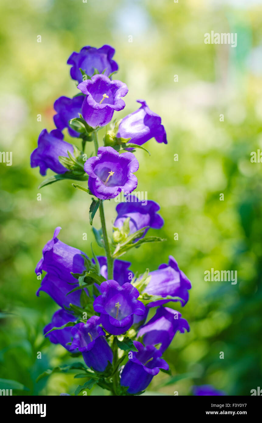 En forme de cloche bleu fleur Banque D'Images