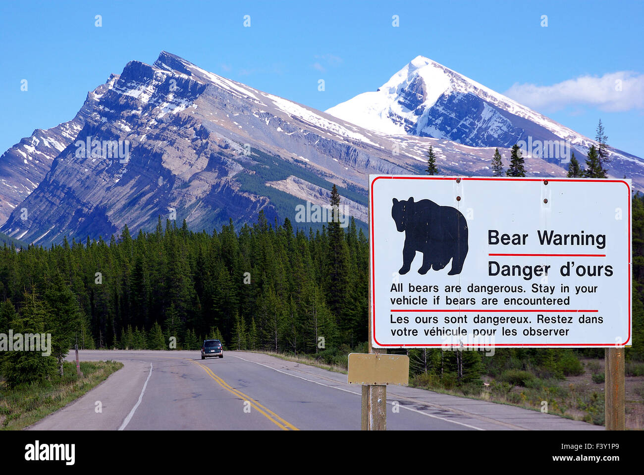 Attention : les ours sur la route ! Banque D'Images