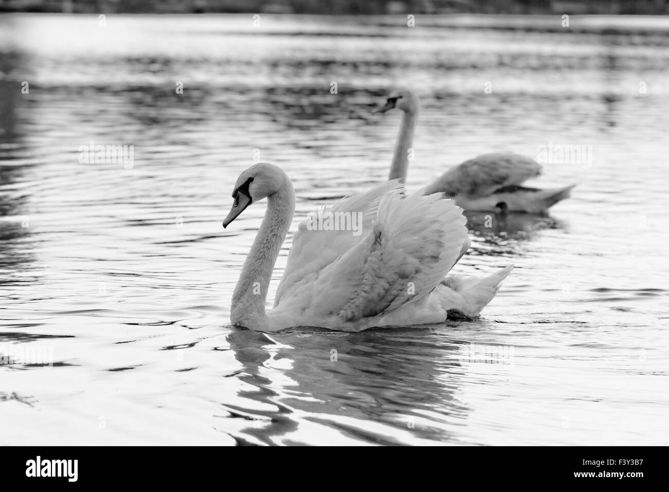 Swan dans le magnifique coucher de soleil sur le lac Banque D'Images