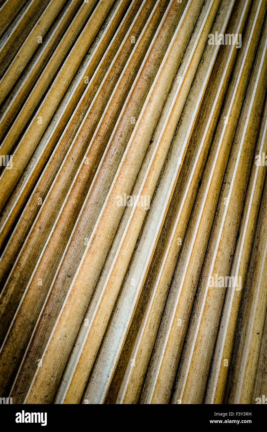La décomposition des feuilles de palmier Banque D'Images