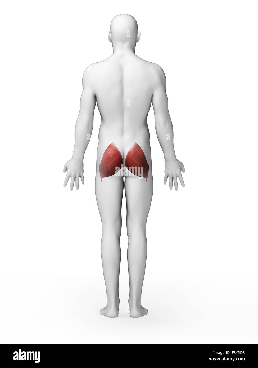 Rendu 3d illustration - gluteus maximus Banque D'Images