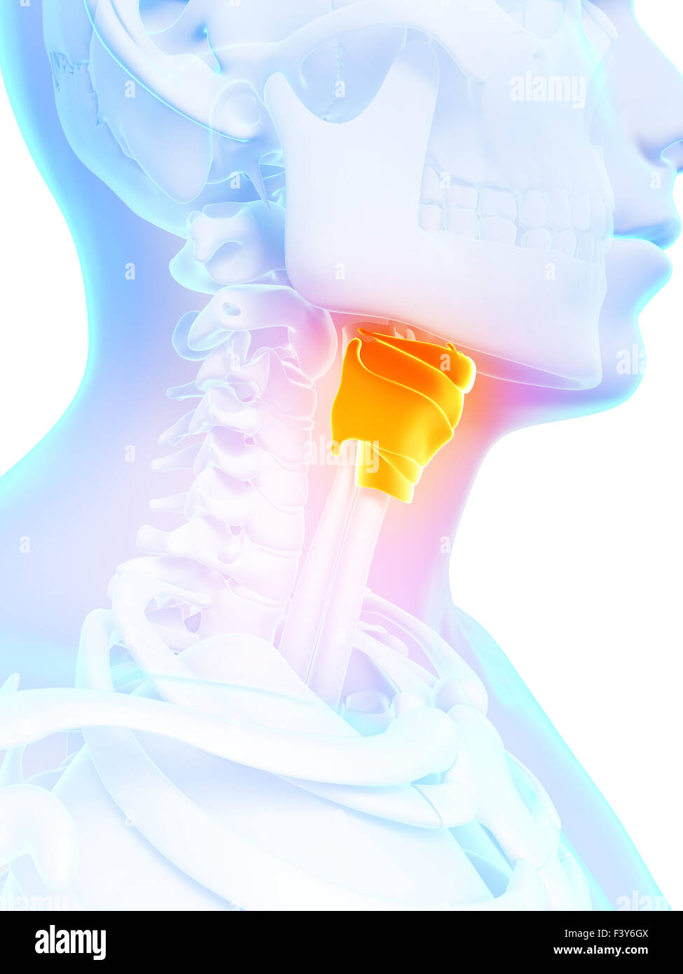 Illustration en rendu 3d - larynx Banque D'Images