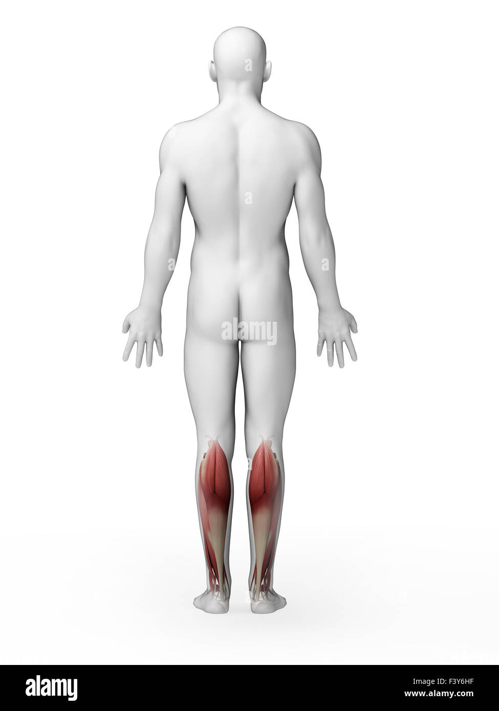 Rendu 3d illustration - les muscles de jambe inférieure Banque D'Images