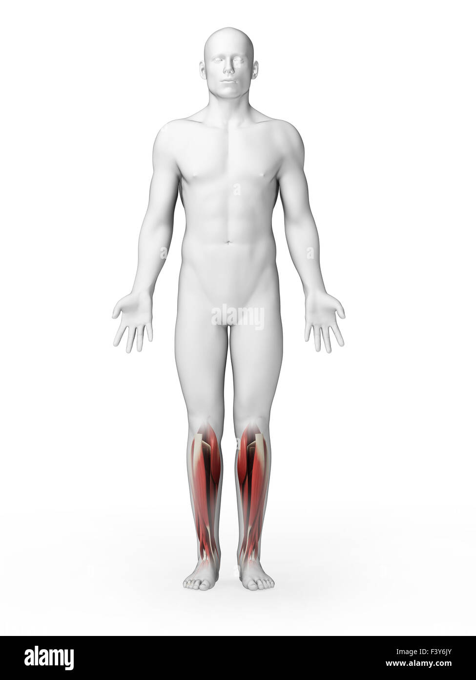 Rendu 3d illustration - les muscles de jambe inférieure Banque D'Images